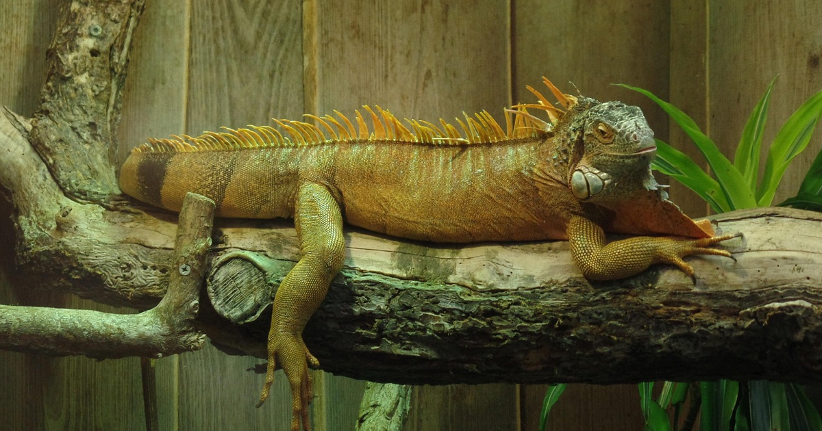 İguana Teraryum Ölçüleri, Sıcaklık ve Dekorasyon Rehberi